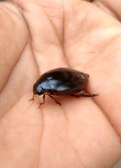 Megadytes