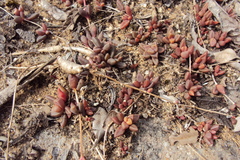 Delosperma subpetiolatum