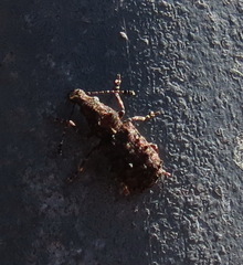 Holophloeus nigellus