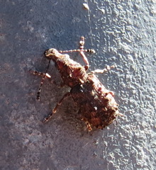 Holophloeus nigellus