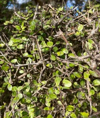 Coprosma wallii
