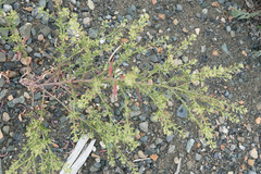 Lepidium ramosissimum