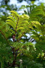 Peltophorum