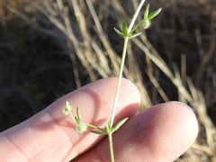 Galium virgatum