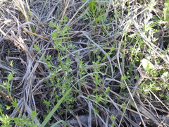 Galium virgatum
