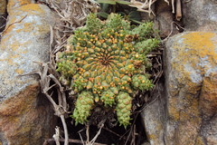 Euphorbia flanaganii