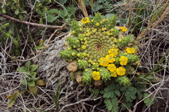 Euphorbia flanaganii