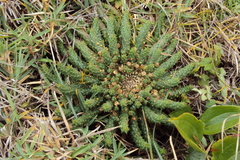 Euphorbia flanaganii