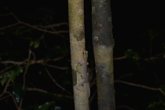Bavayia septuiclavis