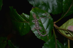 Bavayia sauvagii