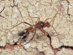 Sericophanes heidemanni