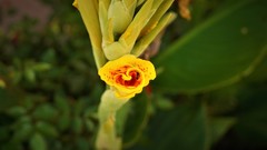 Canna × generalis