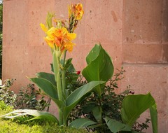 Canna × generalis