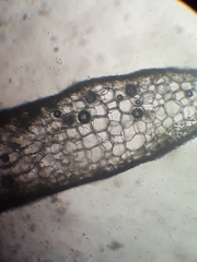Riccardia exilis