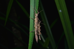 Canachus