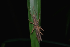 Canachus