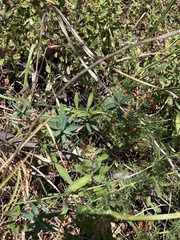 Euphorbia fragifera