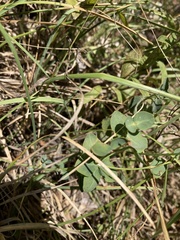 Euphorbia fragifera