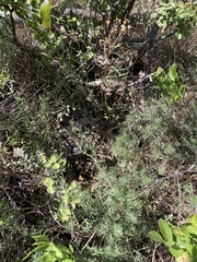 Euphorbia esula tommasiniana