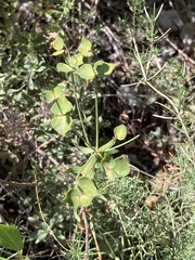 Euphorbia esula tommasiniana
