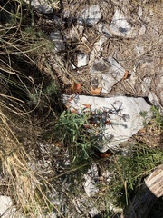 Euphorbia esula tommasiniana