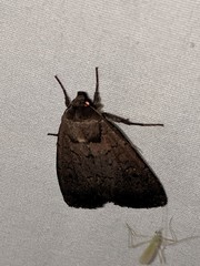 Graphiphora