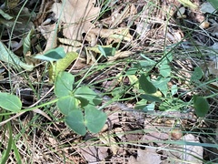 Euphorbia angulata