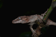 Rhacodactylus auriculatus