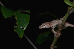 Rhacodactylus auriculatus