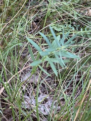 Euphorbia esula tommasiniana