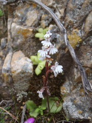 Holothrix parviflora