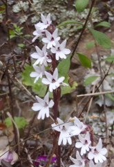 Holothrix parviflora