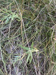 Euphorbia esula tommasiniana