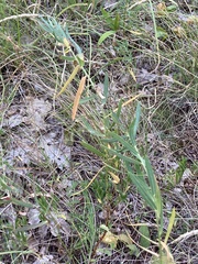 Euphorbia esula tommasiniana