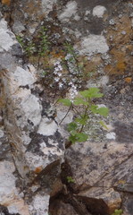 Holothrix parviflora