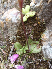 Holothrix parviflora