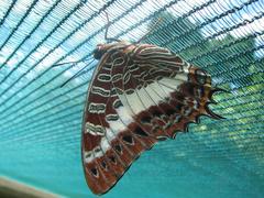 Charaxes brutus natalensis