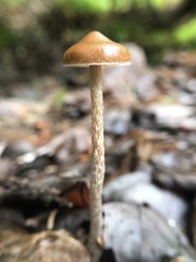 Psilocybe fuscofulva