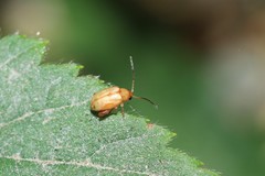 Longitarsus jacobaeae