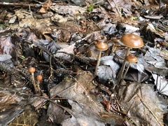 Psilocybe fuscofulva