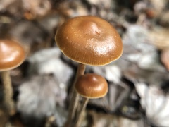Psilocybe fuscofulva