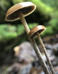 Psilocybe fuscofulva