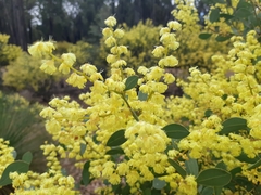 Acacia celastrifolia