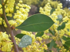 Acacia celastrifolia