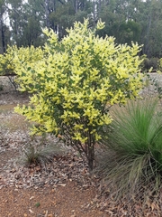 Acacia celastrifolia