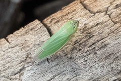 Draeculacephala angulifera