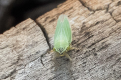 Draeculacephala angulifera