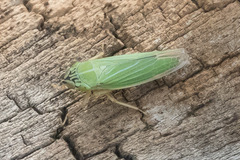 Draeculacephala angulifera