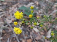 Acacia lateriticola