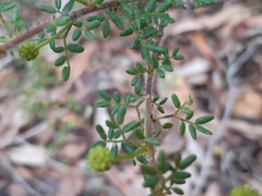 Acacia lateriticola